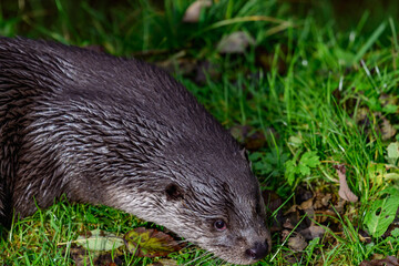 eurasian otter, lutra lutra in a lake in the germany national park bayerischer wald