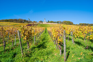 weinberg am rhein im herbst