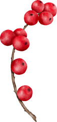 Red berries branches watercolor illustration