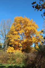 Naklejka premium picturesque corner of the botanical garden in early autumn