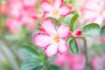 Obraz na płótnie Canvas Beautiful pink Adenium flower with soft light in the garden.