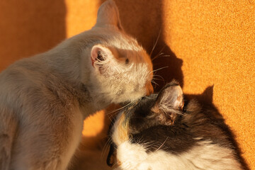 Cats licking washing each other