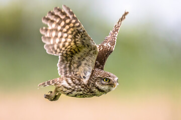 Little Owl flying on blurred background