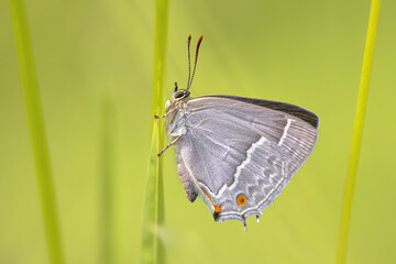 Purple hairstreak butterfly