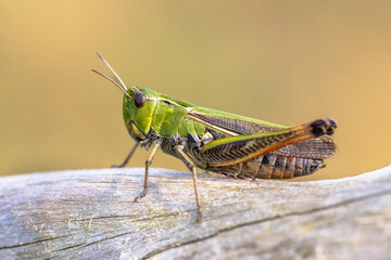 Stripe winged grasshopper in natural habitat