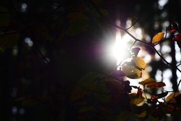 Abendsonne leuchtet im dunklen wald durch Herbstlaub hindurch