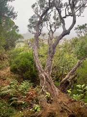 Arbres dans la jungle sur l'île de la Réunion