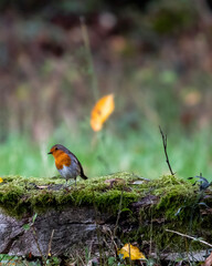 robin on a branch