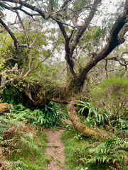 Chemin de randonnée du GRR2 dans la jungle sur l'île de la Réunion