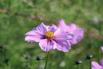 Obraz premium Pink mexican aster (Cosmos bipinnatus).