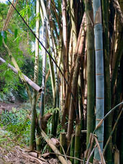 Fototapeta na wymiar Canne à sucre sur l'île de la Réunion