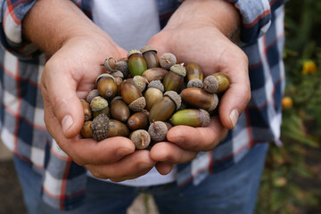Naklejka na ściany i meble Man holding pile of dry acorns outdoors, closeup