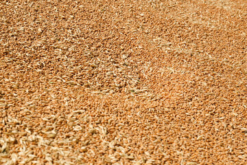 Pile of wheat grains as background, closeup view