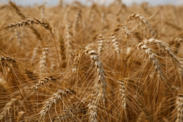 Ripe wheat spikes in agricultural field, closeup