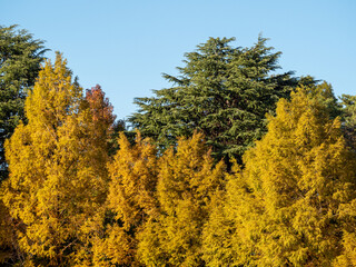 Fototapeta premium 黄葉した樹木