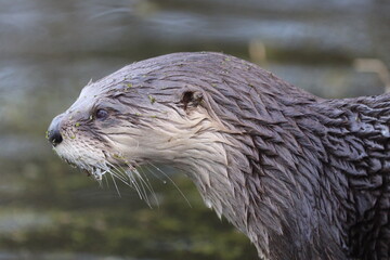 Close up portrait of an otter.