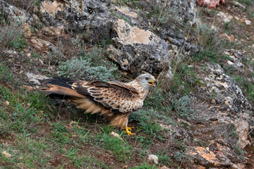 Beautiful side portrait of a red kite perched on the ground while opening its beak in Leon, Spain