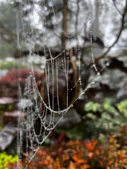 spider web with dew drops