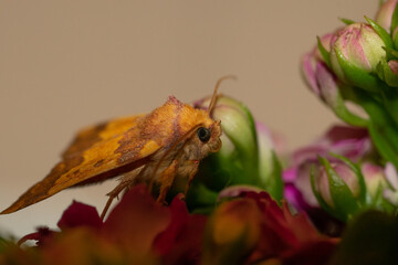 schmetterling motte insekt 