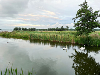 Beautiful view of swans on river, reeds and cloudy sky