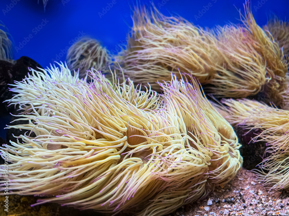 Wall mural Many beautiful tropical sea anemones in clean aquarium