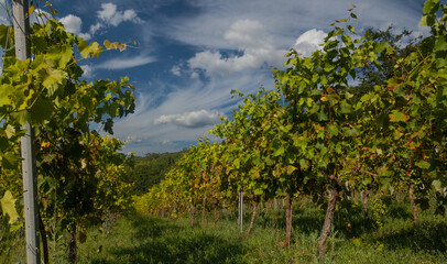 Vineyards, vine and clouds on sky, greenery landscape background