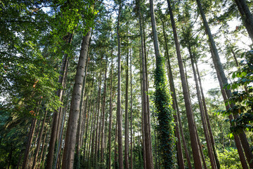 Fototapeta na wymiar Beautiful view of green trees in forest