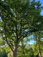 Beautiful green trees in park on sunny day