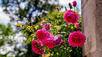 pink tulips in garden