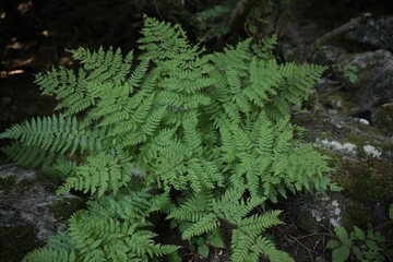 Beautiful green fern plant growing in forest
