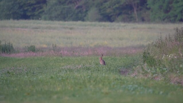 European Wild Hare In a Field At The Edge Of A Forest - Lepus europaeus