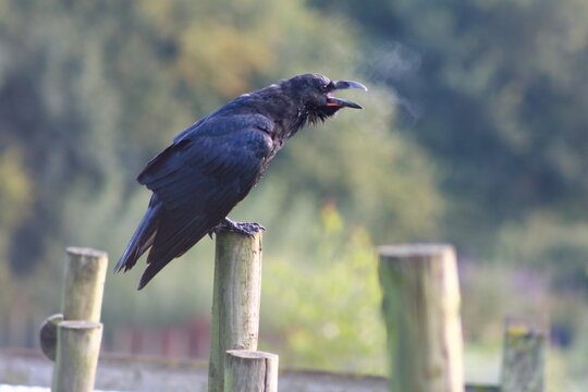 A cawing black raven on a pool.