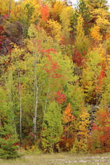 colorful trees in autumn, autumn background