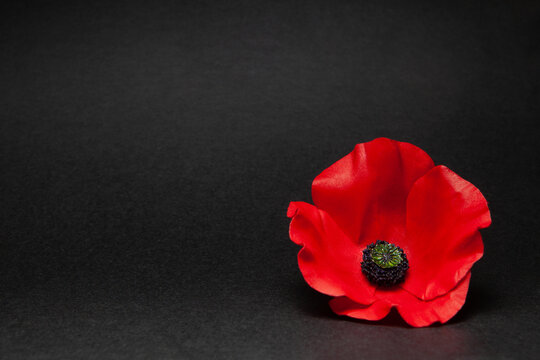 Poppy pin for Remembrance Day. Poppy flower on black background.
