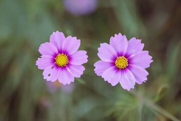 Fototapeta premium Pinke Blumen im Feld