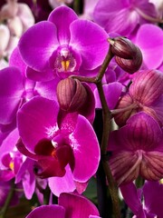 purple orchid flower