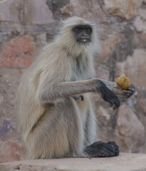 portrait of a Langur Monkey