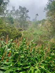 Végétation dans la forêt tropicale de l'île de la Réunion