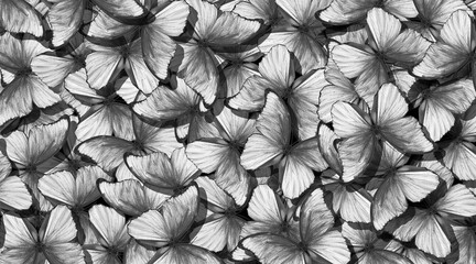 abstract pattern from morpho butterflies black and white