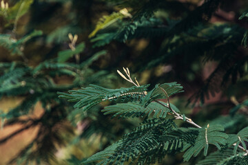 Green branches of mimosa. Branches and leaves of mimosa. Close-up of the background of plant leaves. Silver acacia (lat. Acacia dealbata) is an evergreen, fast-growing tree before flowering.