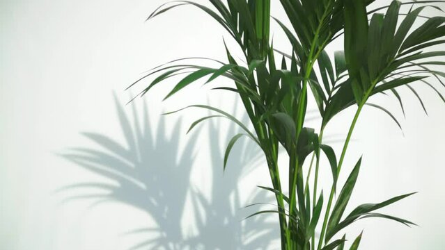 Potted Kentia palm tree, white background with shadow and wind generated movement, vertical video for smart phones
