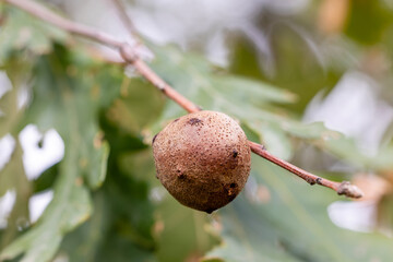 Obraz premium oak galls, on the tree branch, in the Guadarrama mountains in Madrid