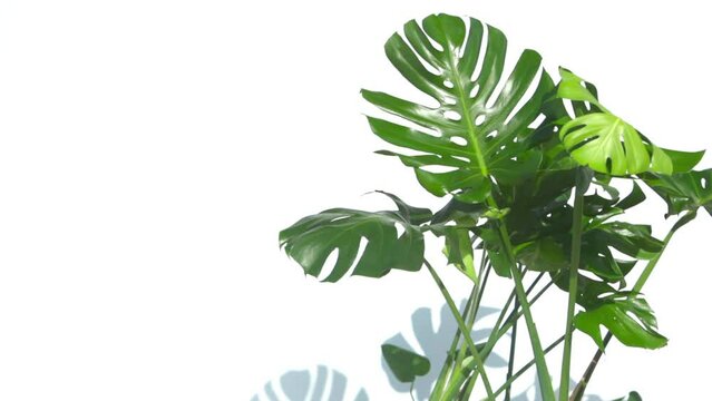 Tropical Swiss cheese plant (Monstera), white background with shadow and movement generated by the wind, horizontal video with copy space on the left.