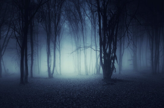 fog in dark woods at night