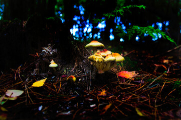 a group of filigree small mushrooms, on the forest floor in soft light. Macro shot