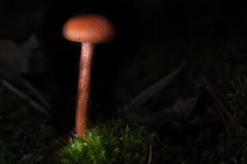 Orange filigree mushrooms in moss on forest floor. Macro view from the habitat.