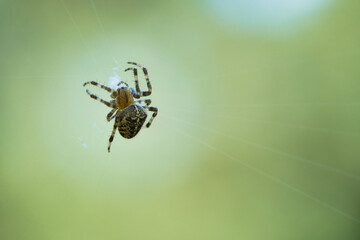 Cross spider crawling on a spider thread. Halloween fright. A useful hunter among