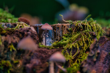 a filigree small mushroom in a tree root, with light spot in the forest. Forest