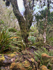 Sentier de randonnée sur l'île de la Réunion, Sentier Kerveguen