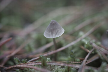 a filigree little mushroom on the forest floor in soft light. Macro shot nature